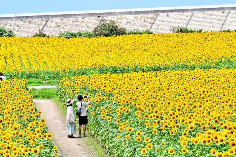 夏の柳川ひまわり園