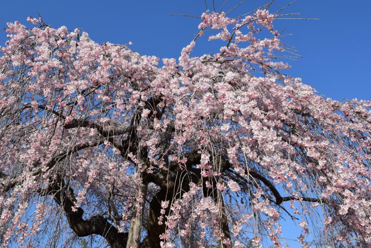 東北の桜