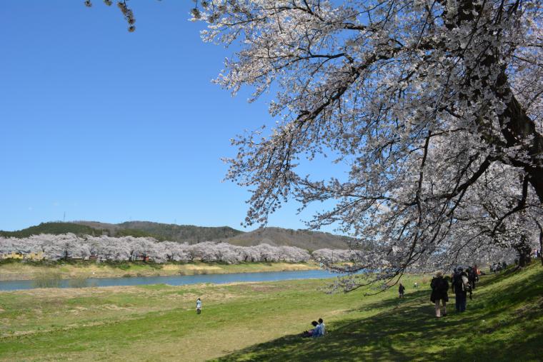 東北の桜