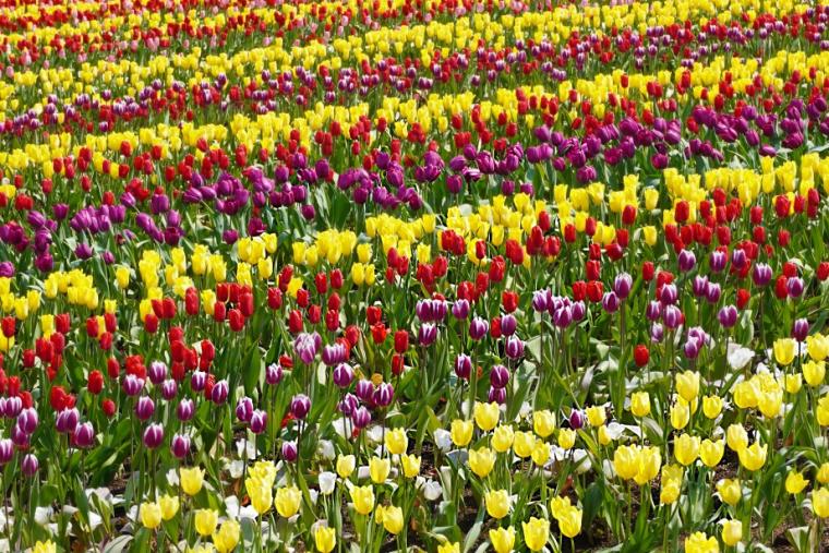 春のハウステンボス