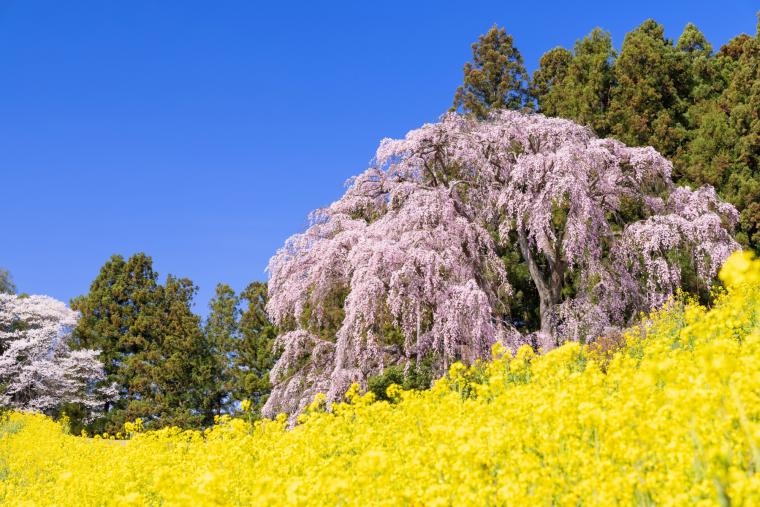 合戦場のしだれ桜