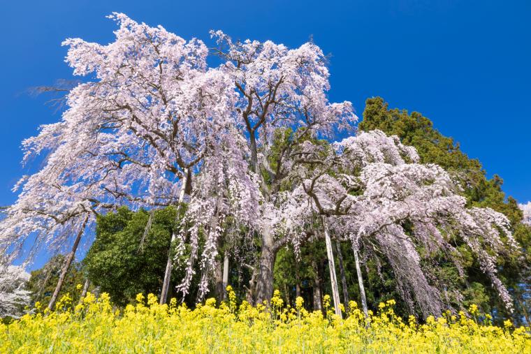 合戦場のしだれ桜