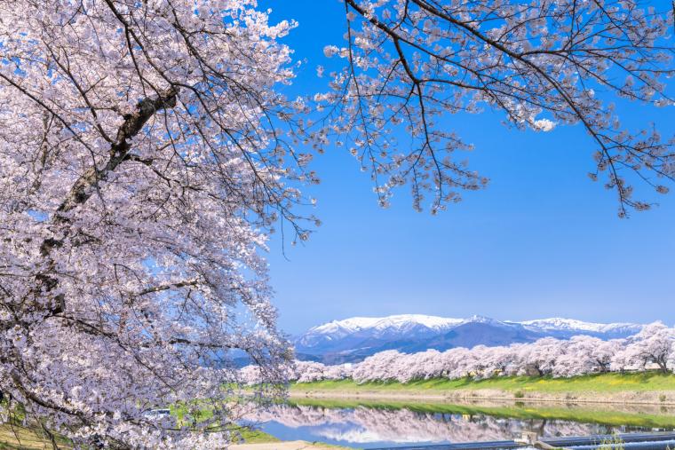 白石川堤一目千本桜