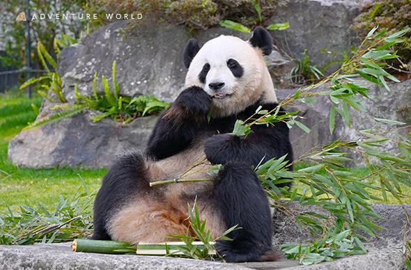 アドベンチャーワールド「SPRING ADVENTURE 2024」朝活パンダ