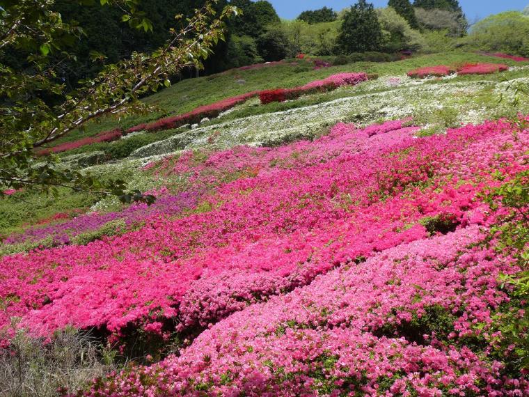 6万株のつつじと150匹のこいのぼりの絶景を！熱海「つつじ・こいのぼりまつり」