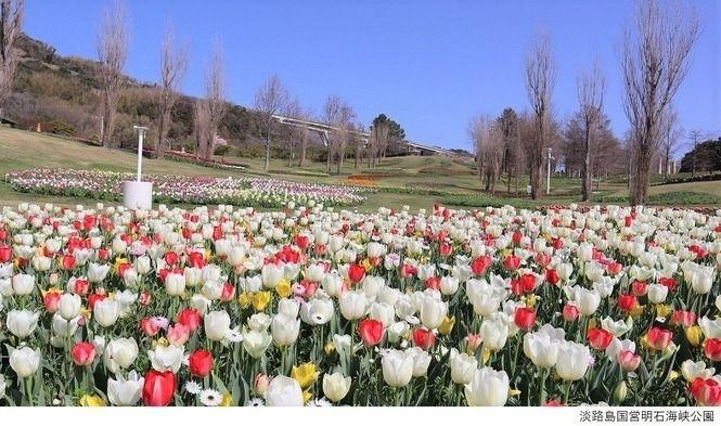 「淡路花祭2024春」イメージ