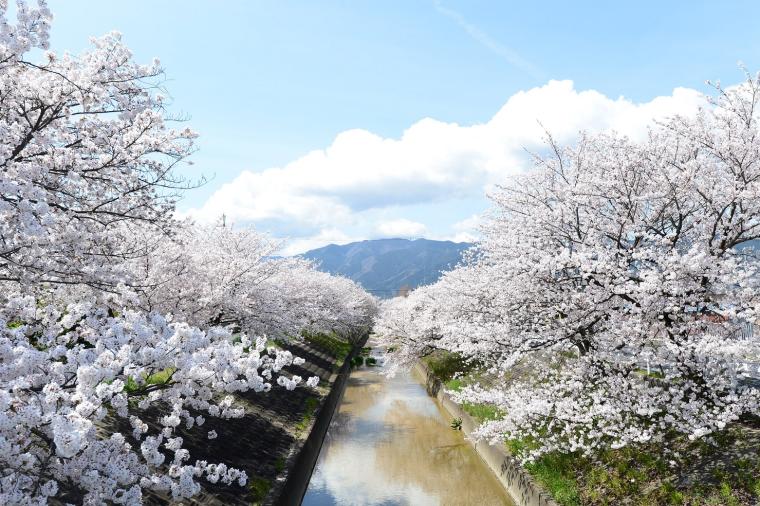 奈良県「高田千本桜」