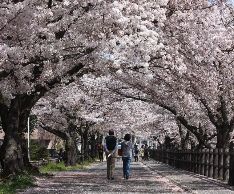 奈良県「高田千本桜」