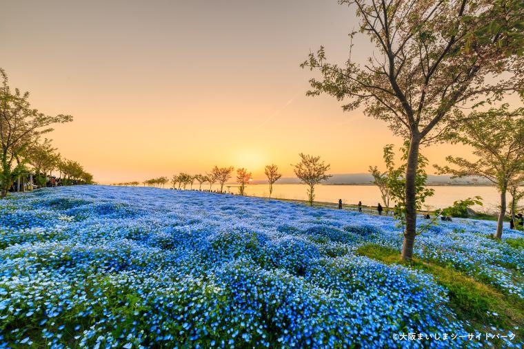 「ネモフィラ祭り2024」ロング営業