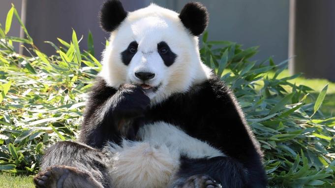アドベンチャーワールド「楓浜」