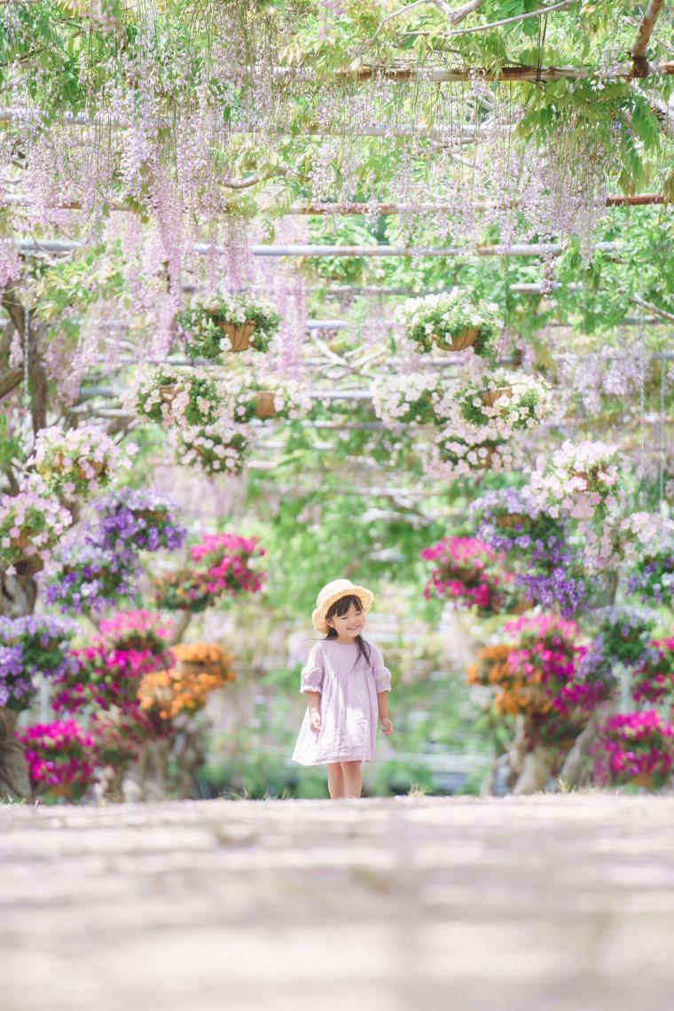 藤とペチュニア、西洋十二単が重なり合う「十二単絵巻」