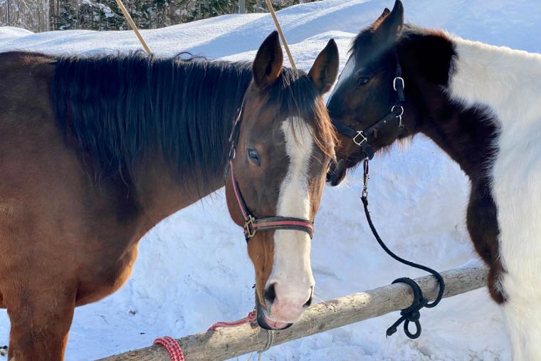 白銀の世界で乗馬体験ツアー
