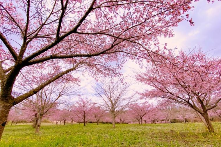 長湯温泉しだれ桜の里