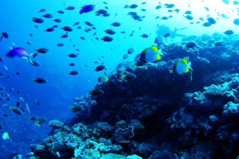 与論島ダイビング