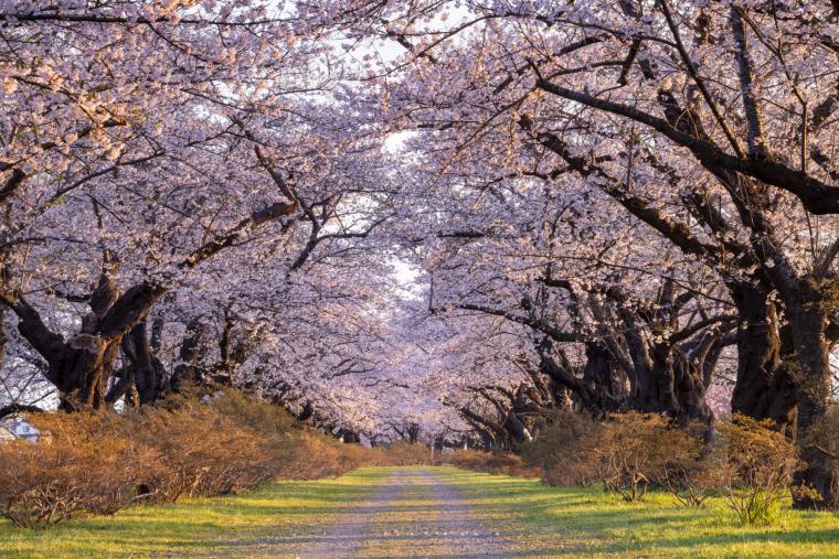 北上展勝地の桜
