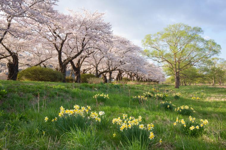 北上展勝地の桜