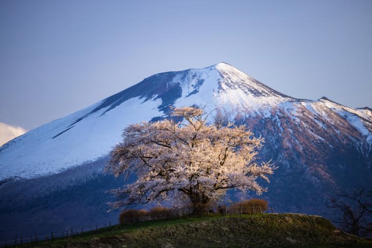為内の一本桜