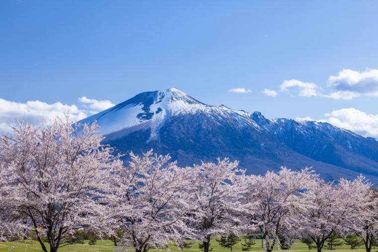 松尾総合運動公園の桜
