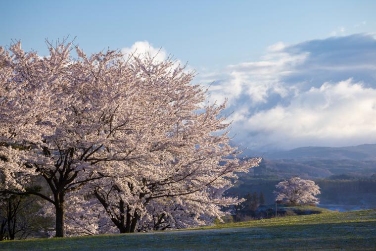 松尾総合運動公園の桜
