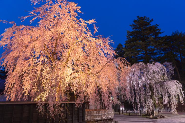 角館の桜