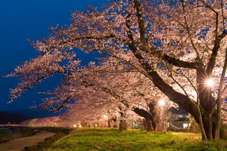 角館の桜