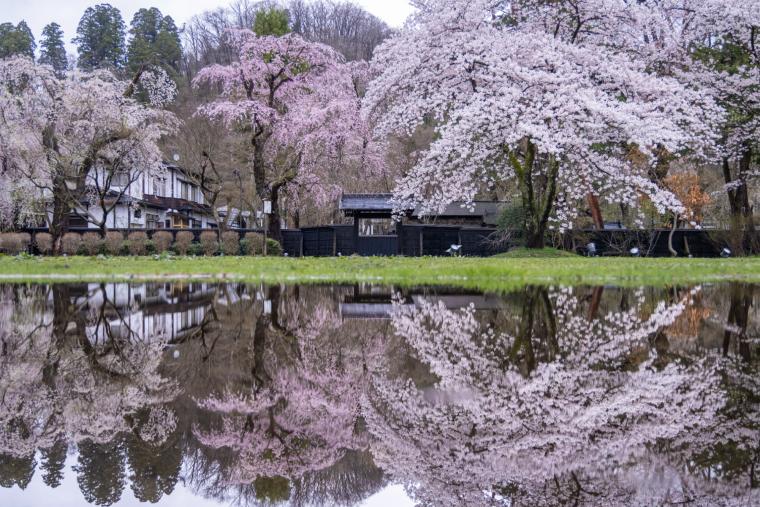 角館の桜