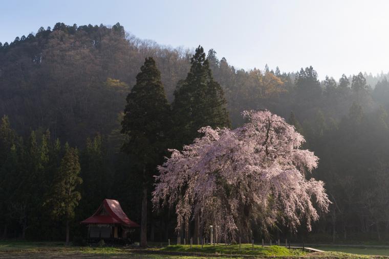 おしら様の枝垂れ桜