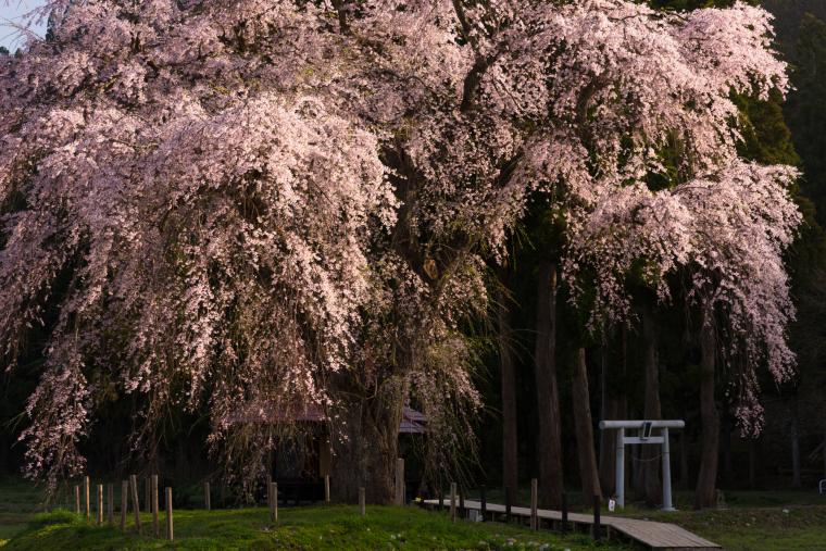 おしら様の枝垂れ桜