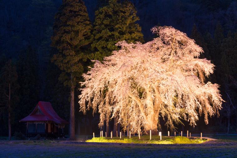 おしら様の枝垂れ桜