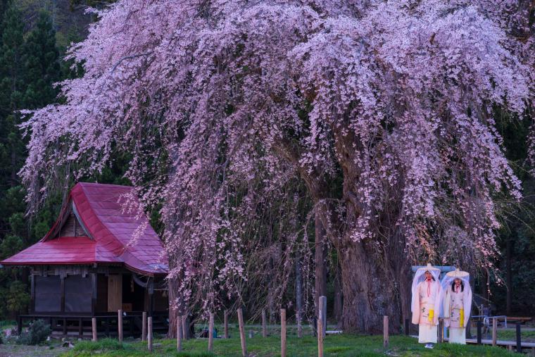 おしら様の枝垂れ桜
