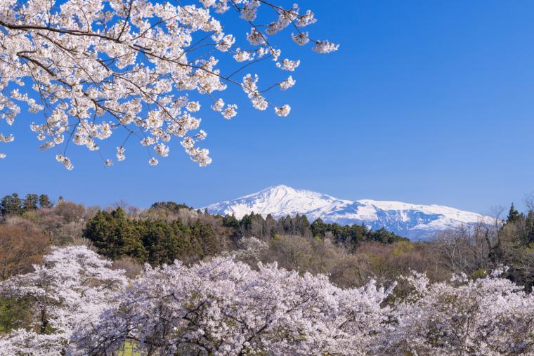 南極公園の桜