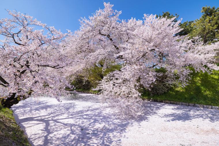 弘前公園の桜