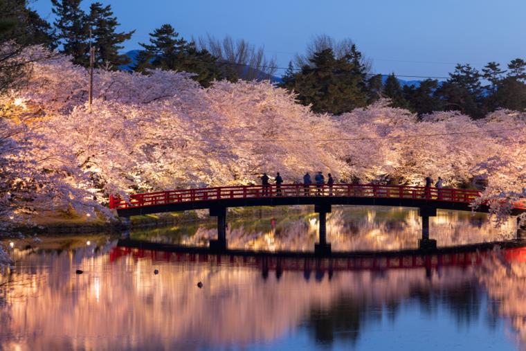 弘前公園の桜