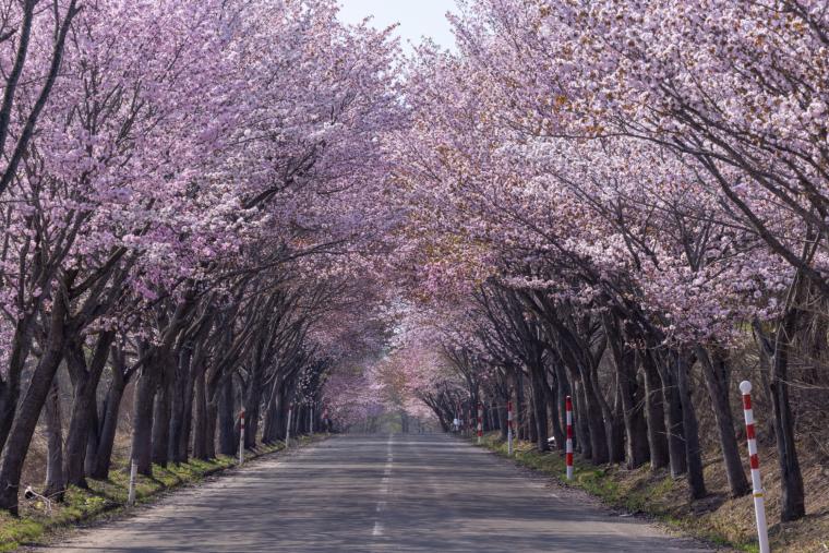 岩木山の桜並木