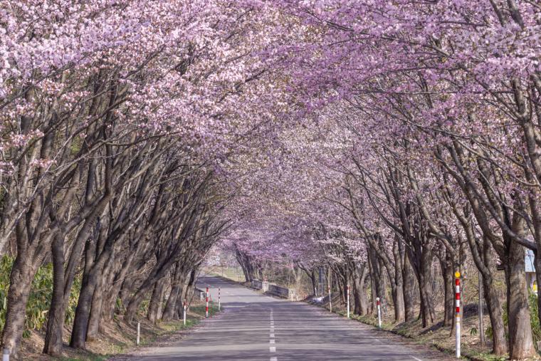 岩木山の桜並木