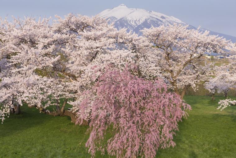 岩木川河川公園の桜