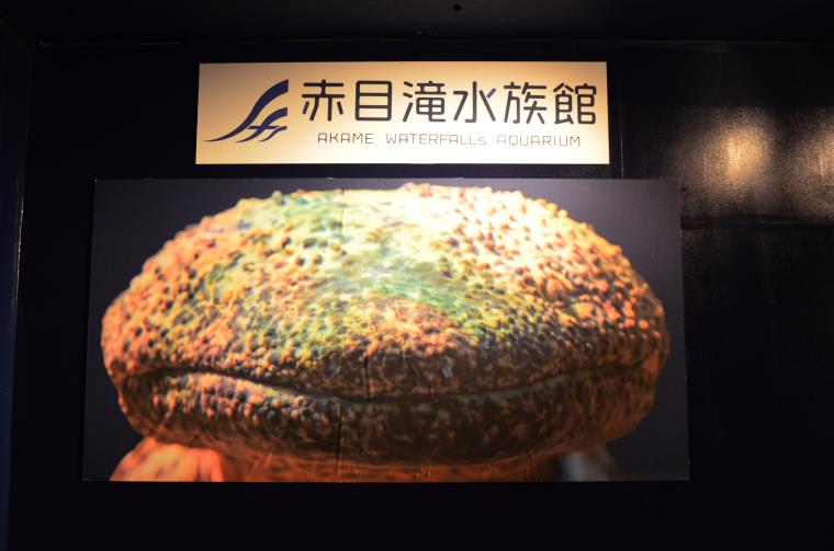 オオサンショウウオと対面！三重県名張市・赤目四十八滝門前に「赤目滝水族館」が開館