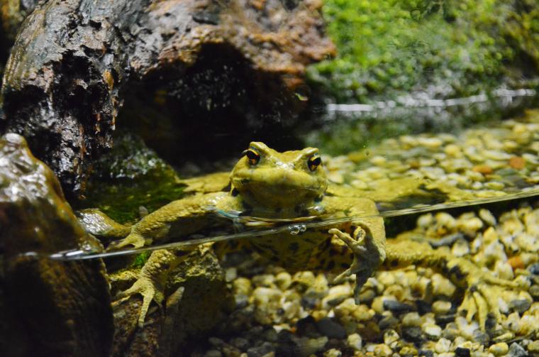 オオサンショウウオと対面！三重県名張市・赤目四十八滝門前に「赤目滝水族館」が開館