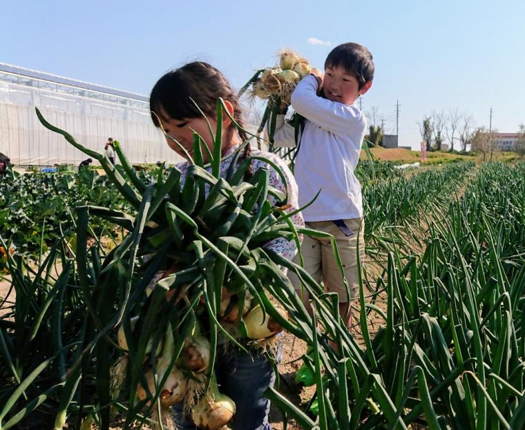 「淡路ファームパークイングランドの丘」収穫体験