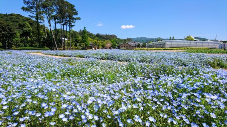 「淡路ファームパークイングランドの丘」花畑