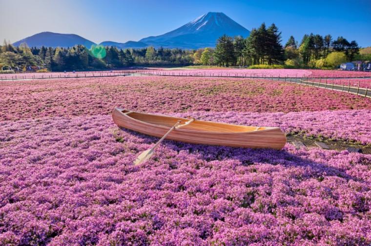 SNSで人気！「富士本栖湖リゾート」で関東最大級50万株の「富士芝桜まつり」が開幕