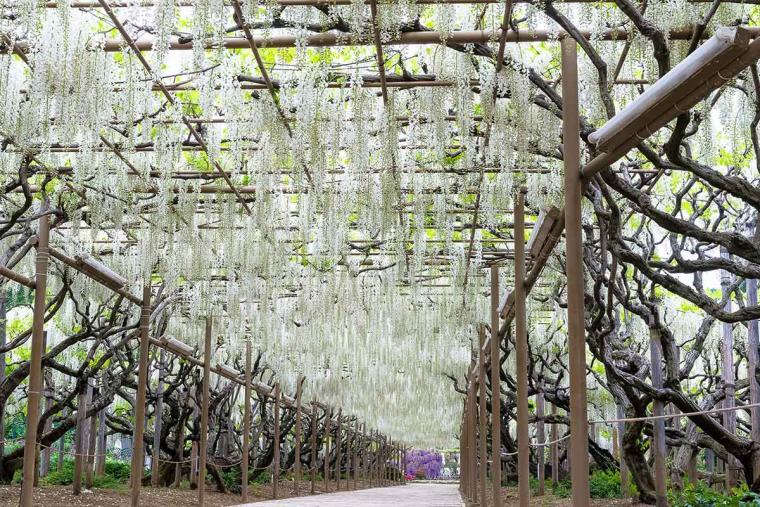 白藤のトンネル