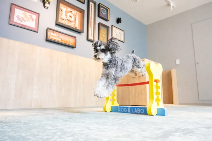 hotel anddoggy京都二条