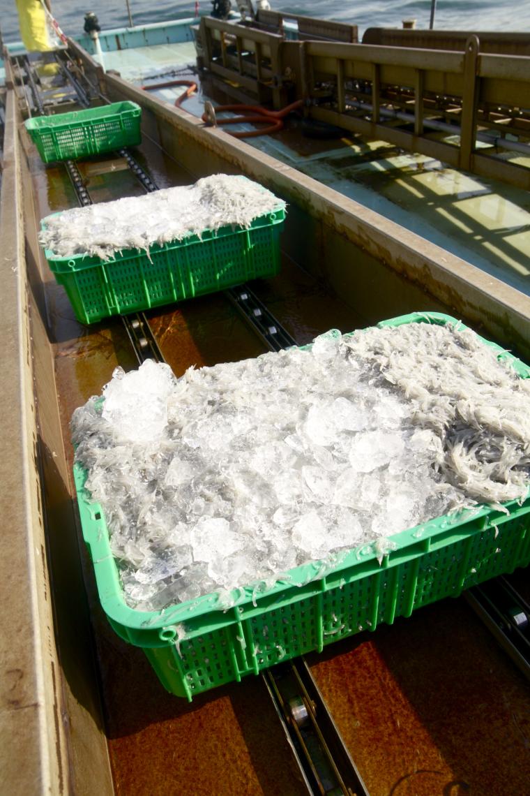 淡路島・生しらすの水揚げ