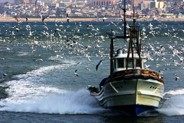 淡路島・しらす漁