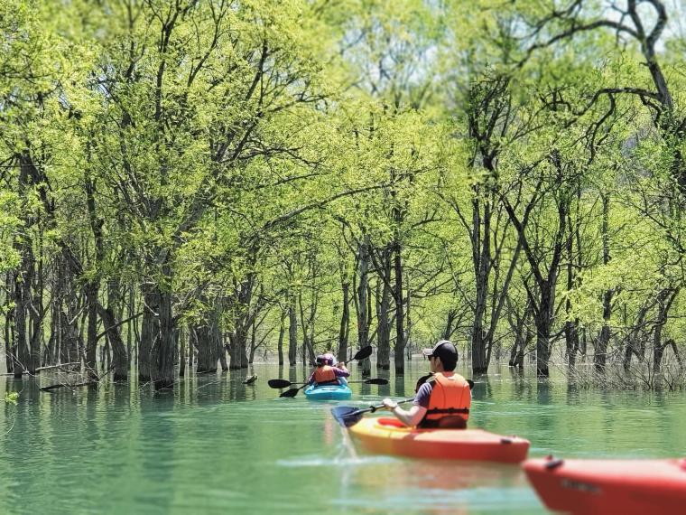国内外でSNS席巻の2ヶ月限定の映え絶景！山形・白川湖水没林でライトアップ開催