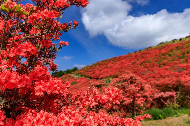 奈良・葛城高原 つつじ