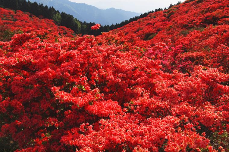 奈良・葛城高原 つつじ