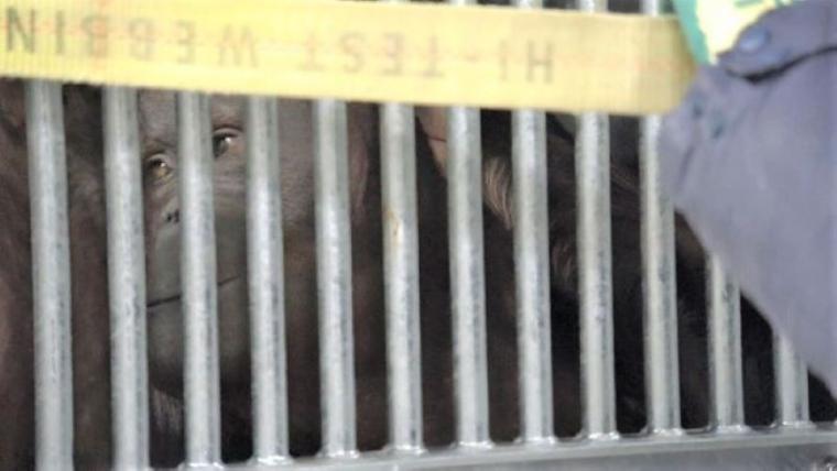 【最新スポット】もうすぐ会える！オランウータンの森に込められた動物園の使命…お客さんがスコール体験も【札幌・円山動物園】