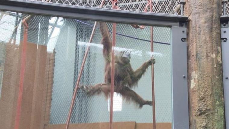 【最新スポット】もうすぐ会える！オランウータンの森に込められた動物園の使命…お客さんがスコール体験も【札幌・円山動物園】